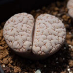 C189-brain