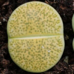 Green-burchellii