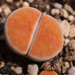 Orange-Ice