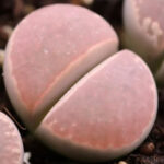 Pink-full-window-marmorata