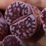 Purple-F109R