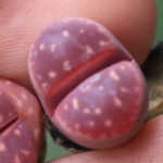 Purple-Olive