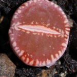 Red-Brownie