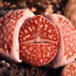 Red-Reticulata-F109R