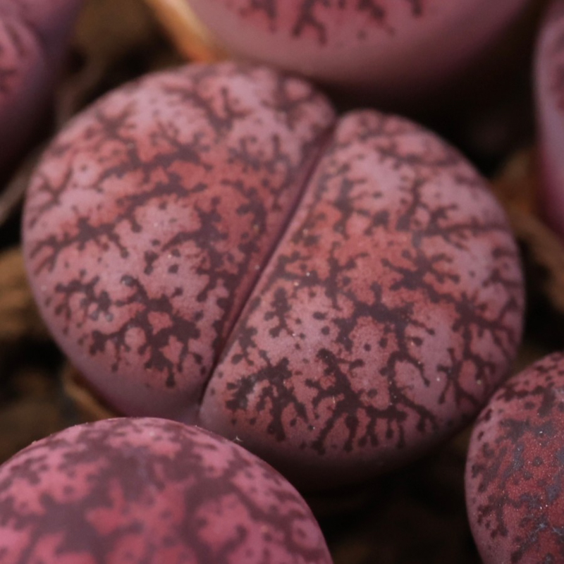 xDinterops purple xDinterops purple - 图片 1